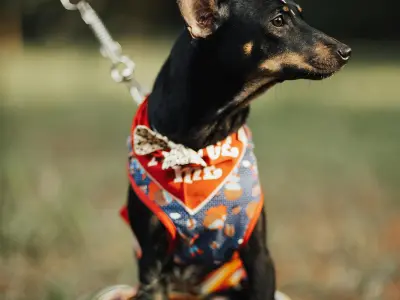 How to Make an Reversible Dog Collar Bandana?